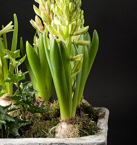 Jan 13 – Bulbs