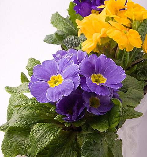 Mar 01 – Violets