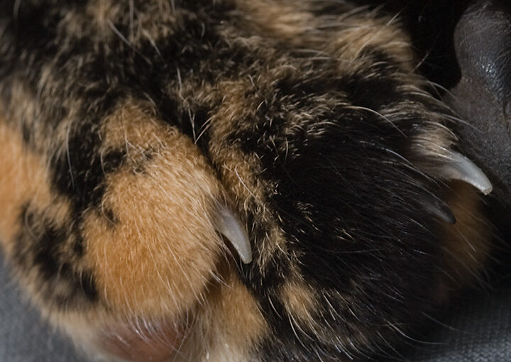 Mar 11 – Claw