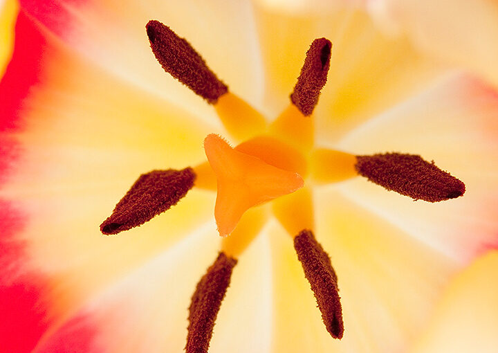 Mar 19 – Tulip