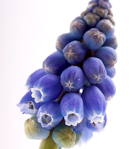 Apr 03 – Muscari botryoides
