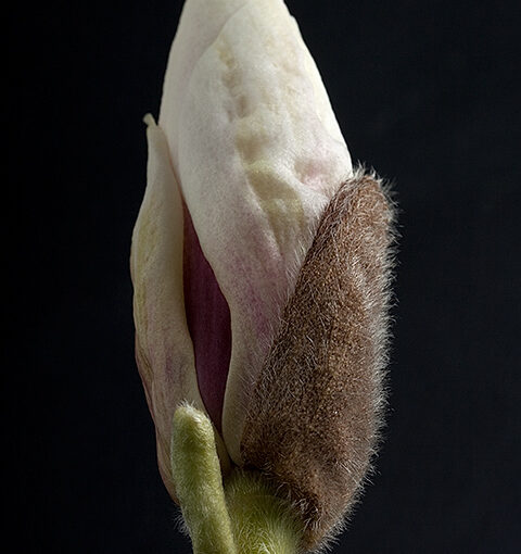 Apr 08 – Magnolia