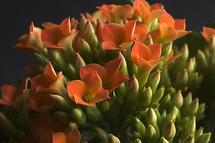 No time for outdoor photos today but we have this plant with tiny orange flowers at the moment (and luckily my wife knew the name).