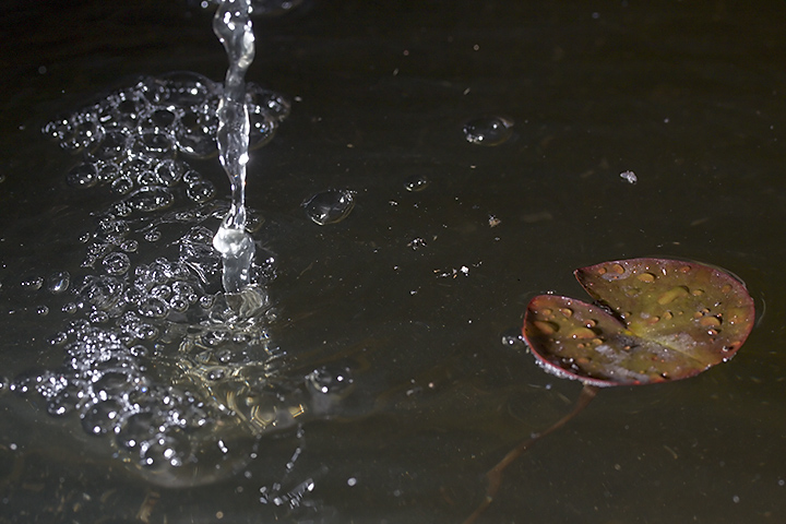 Jun 14 – Pond