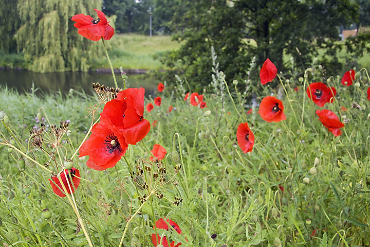 Jun 16 – Papaver