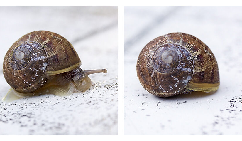 Jun 22 – Snail