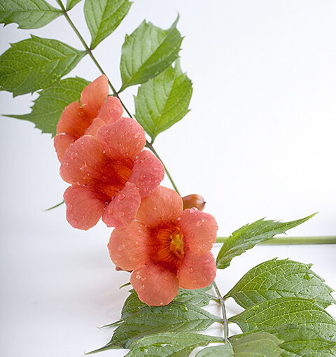 Jul 14 – Red and green