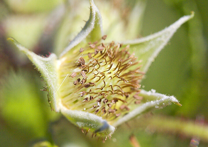 Jul 15 – Raspberry, the beginning