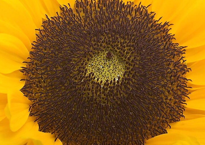Jul 17 – Sunflower