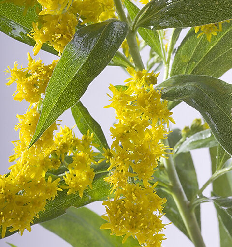 Jul 26 – Yellow and green