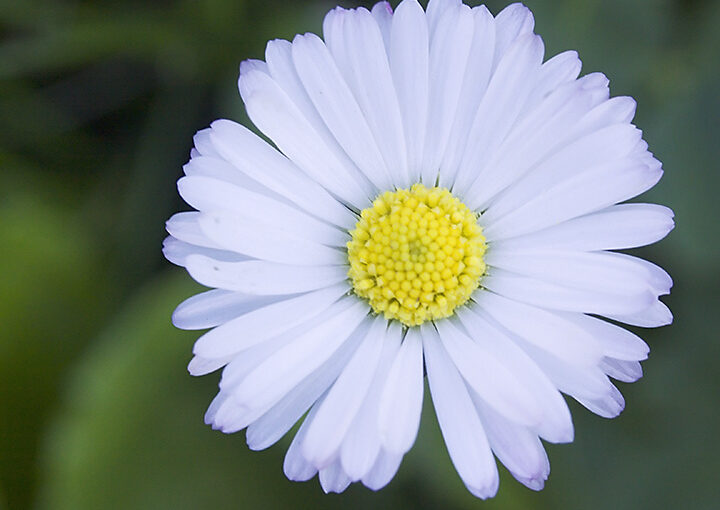 Just a flower in the grass.