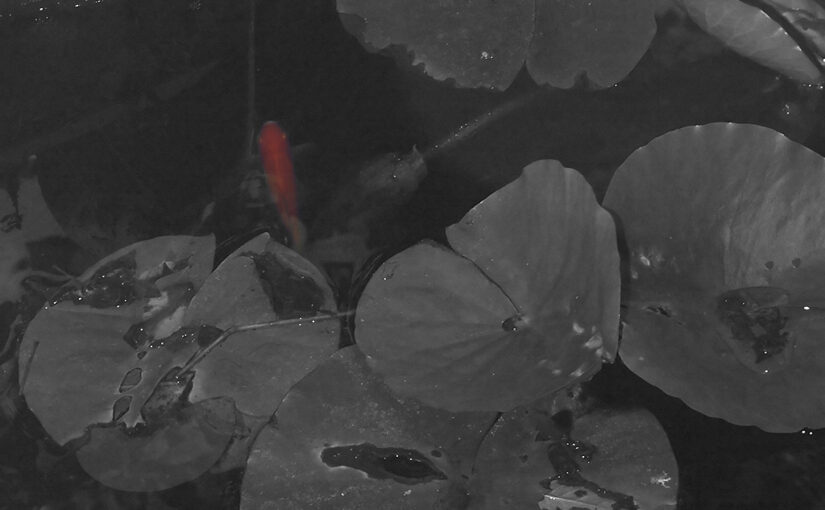 Aug 25 – Goldfish