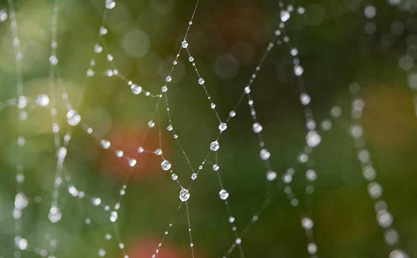 Aug 28 – Raindrops