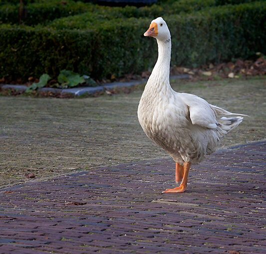 I met this one on a nice Sunday afternoon.