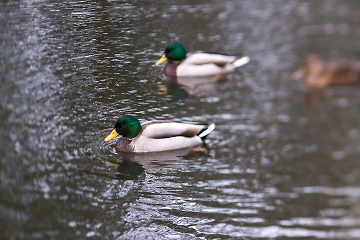 Nov 03 – Ducks