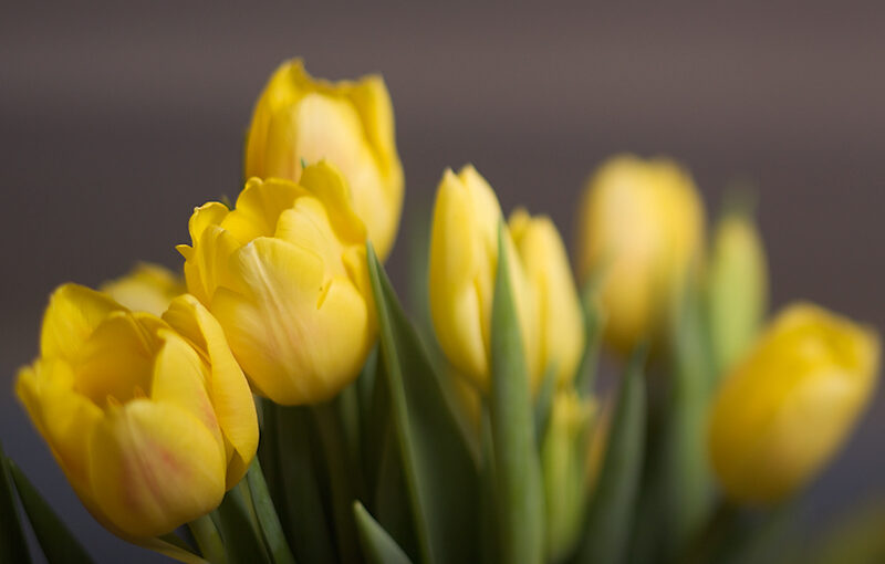 Nov 28 – Tulips