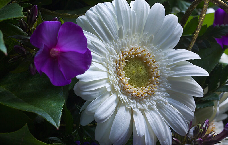 Detail of a bouquet I bought today