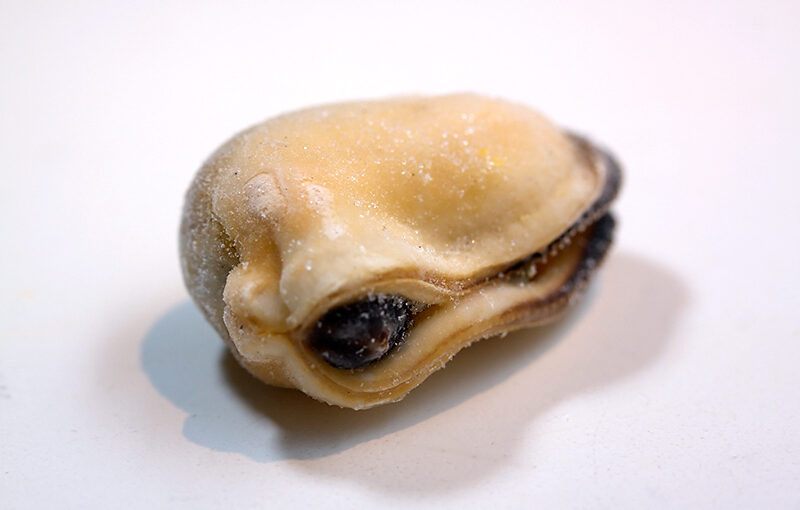 Not much time today, so a quick photo of a frozen mussel while making dinner (pasta with mussels and crab, quick and easy)