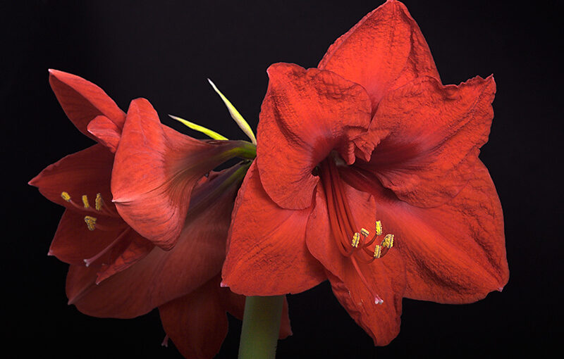 Same flower as a week ago. An endless play with levels and saturation, since the flower was so red that I seems to lose all details.