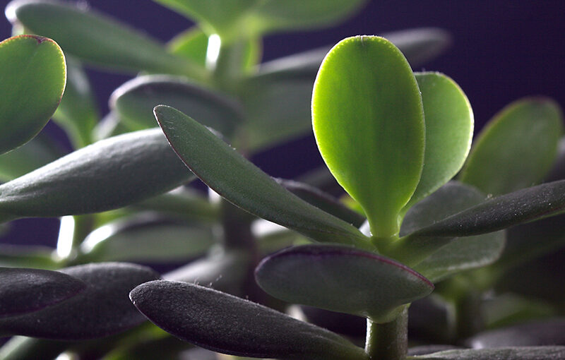 Jan 12 – Dusty plant