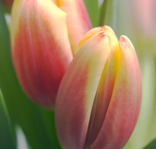 Jan 15 – Tulips
