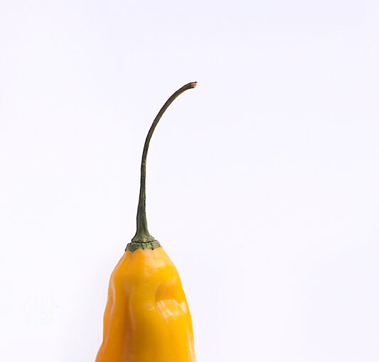 Jan 20 – Yellow pepper