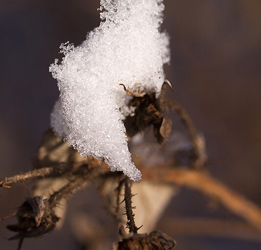 Jan 26 – Some snow