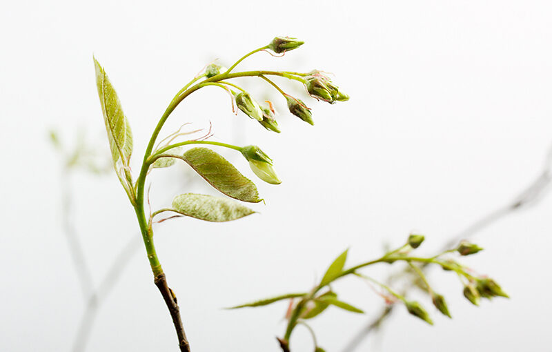 Apr 08 – Branch