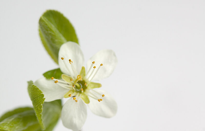 Apr 26 – Small flower