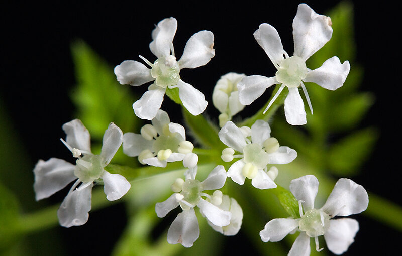 May 03 – White flowers