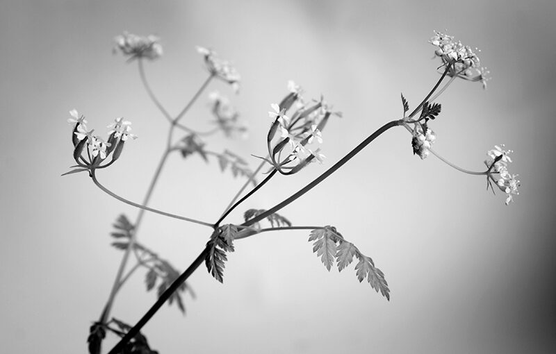 May 04 – White flowers II