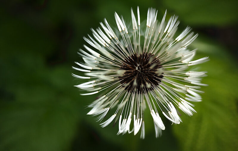 May 08 – Dandelion