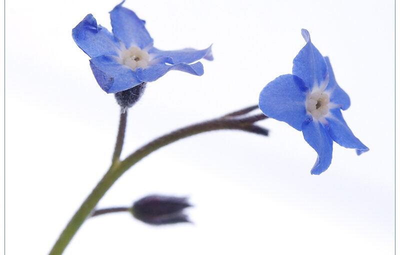 May 11 – Forget me not