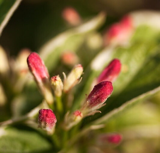 May 14 – Red buds
