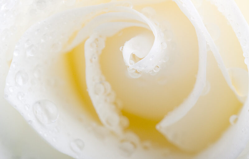 May 26 – White rose