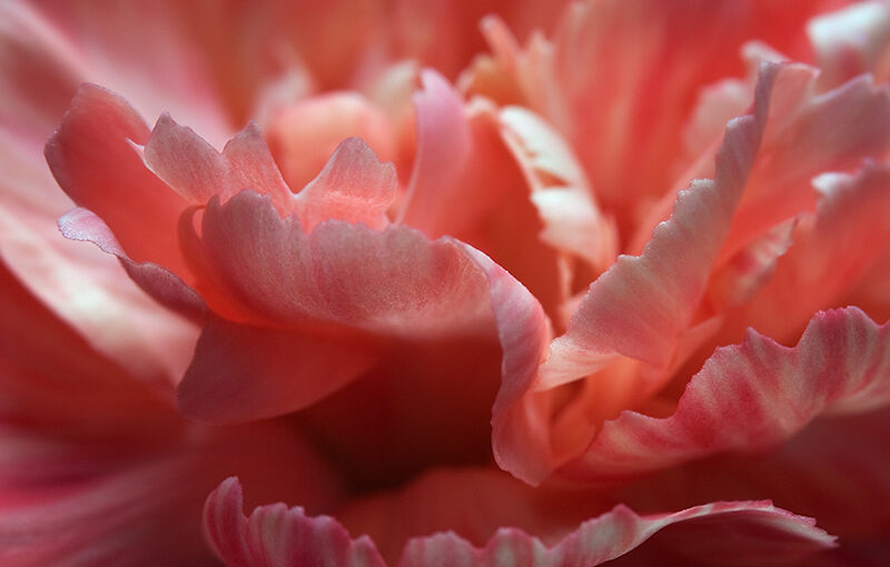 Jun 06 – Dianthus