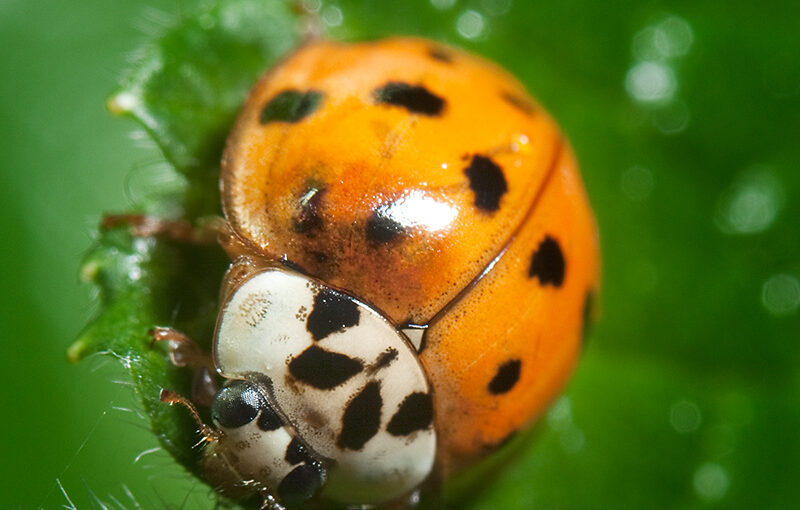 Jun 08 – Ladybug