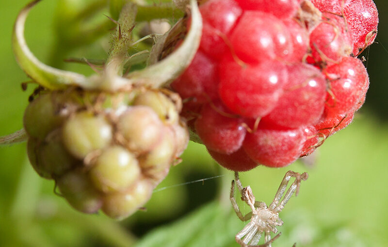 Jun 13 – Raspberry  with spider