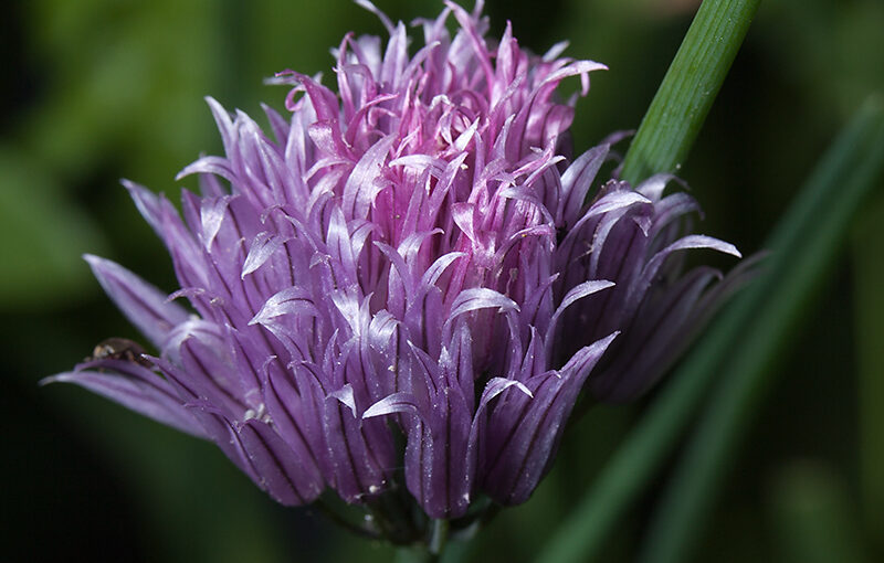 Jun 19 – Chives
