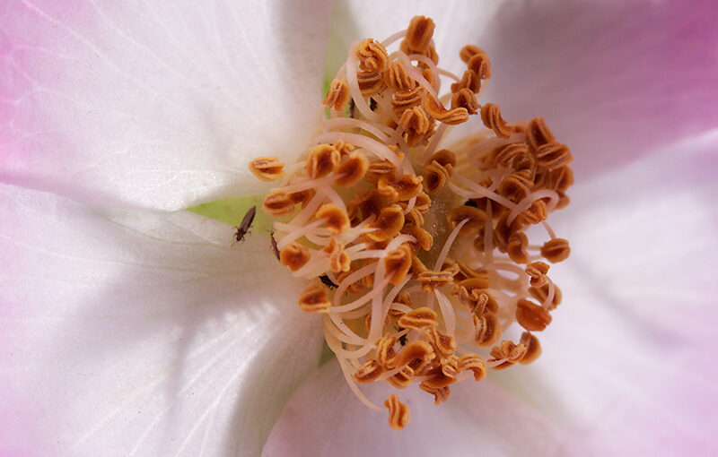 Jun 23 – Busy flower