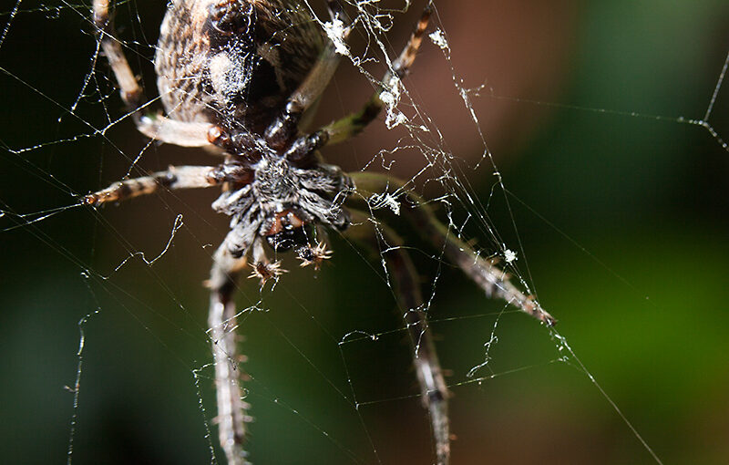 Jun 25 – Spider and her web