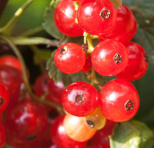 Jul 11 – Redcurrants