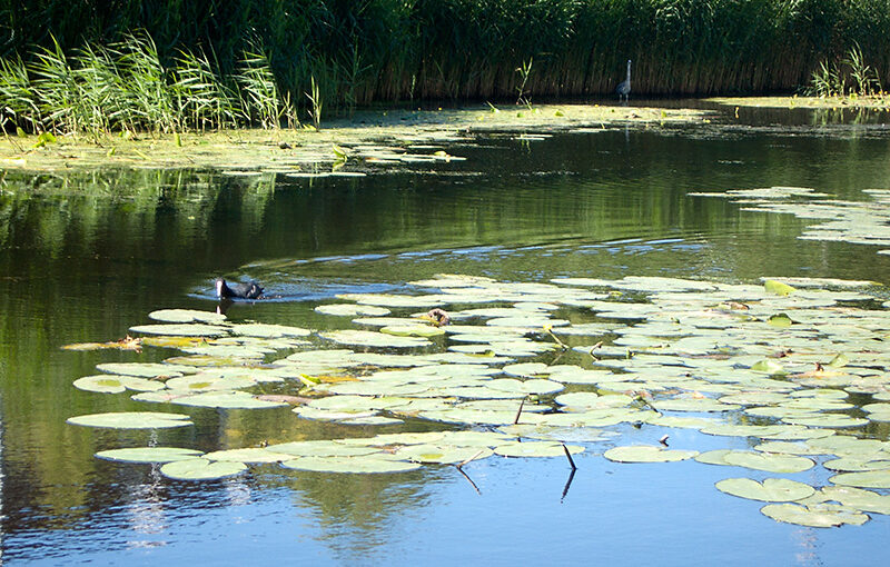 Jul 19 – A coot and a heron