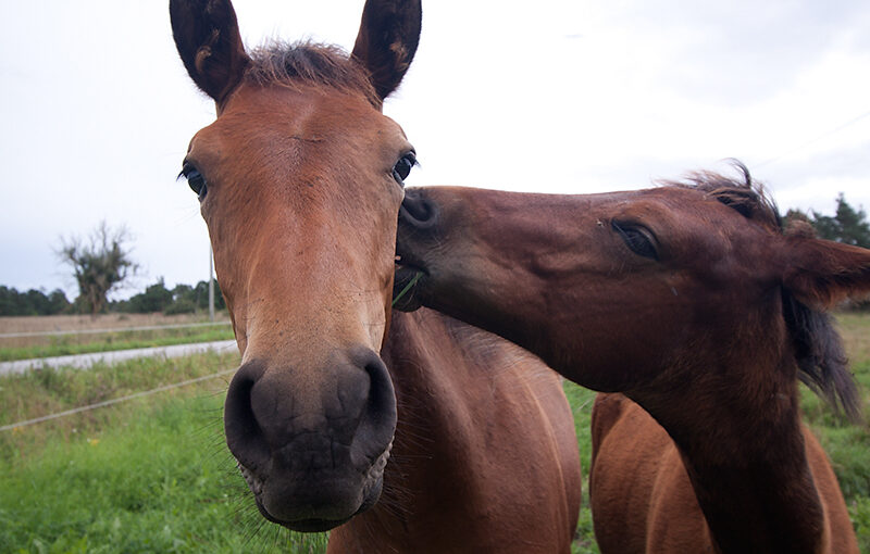 Aug 19 – Horses