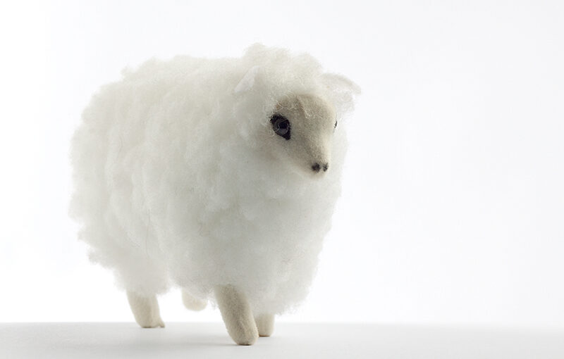 Oct 18 – Sheep