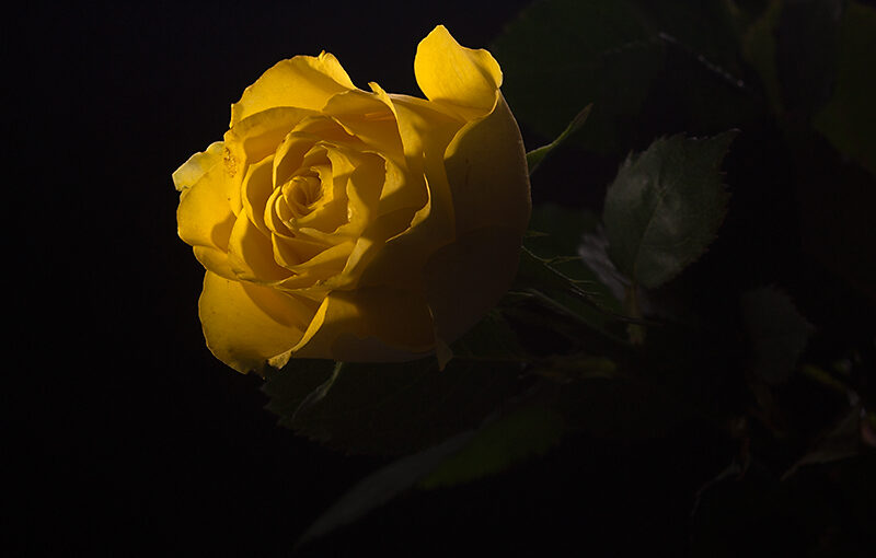 Oct 24 – Rose in the dark