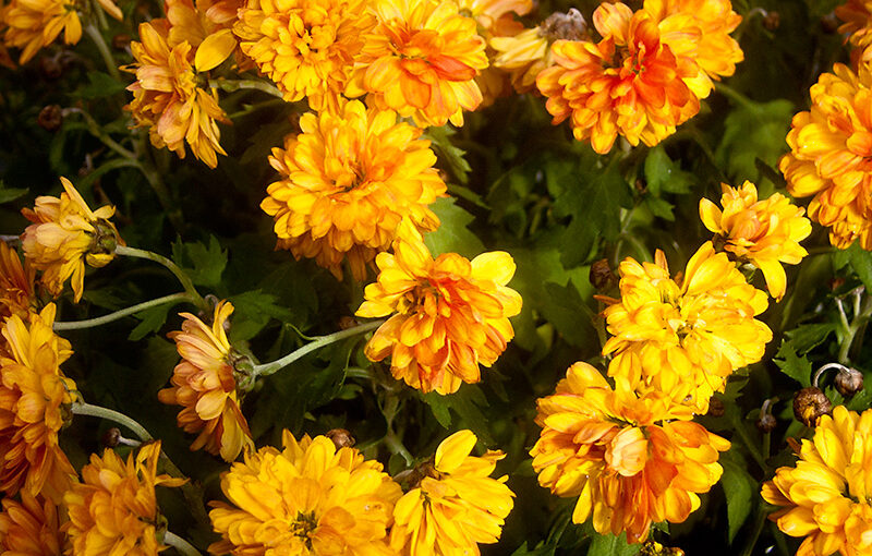 Just a quick photo in my garden for today. Same flower as my Oct 14 photo :)
