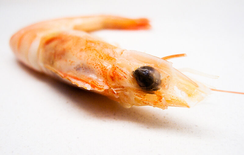 Nov 24 – Shrimp