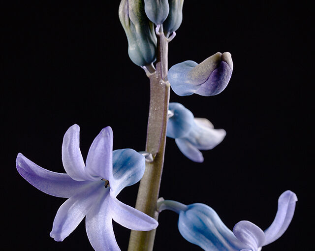 A sign of the spring in the house