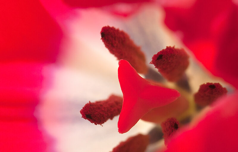 The inside of a tulip